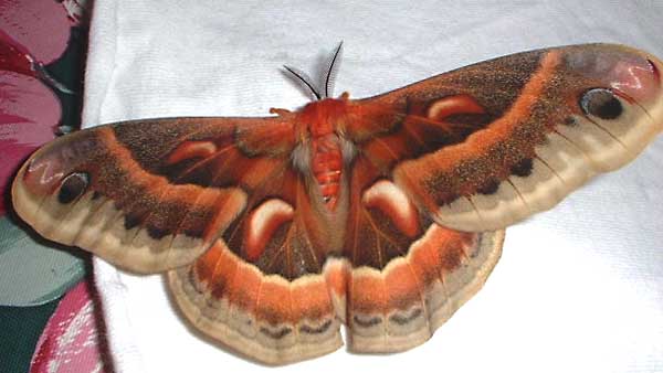 Hylophora cecropia (Live very red aberrant) Internet Image property of respective owner, non-commercial use only